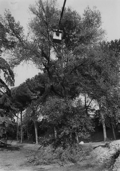 005769 - restauro - Clivio Palatino, lato sinistro: potatura dei Pini, agosto 1989