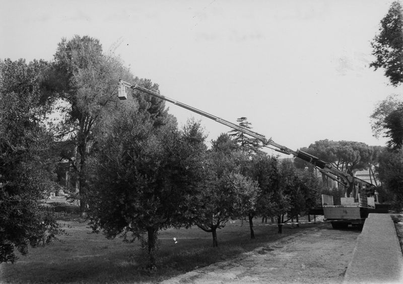 005767 - restauro - Clivio Palatino, lato sinistro: potatura dei Pini, agosto 1989