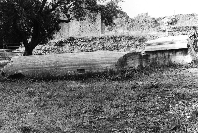 005652 - reperto - Palatino, Clivo Palatino, colonna in cipollino davanti alla Domus Flavia (1993); neg. serie 6x6, img. n. 20377