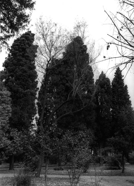 005996 - restauro - Palatino, Horti Farnesiani, lavori maggio 1985; FILM n. 1466