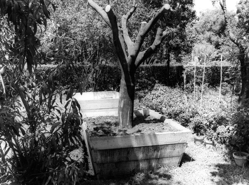006001 - restauro - Palatino, Horti Farnesiani, lavori maggio 1985; FILM n. 1466
