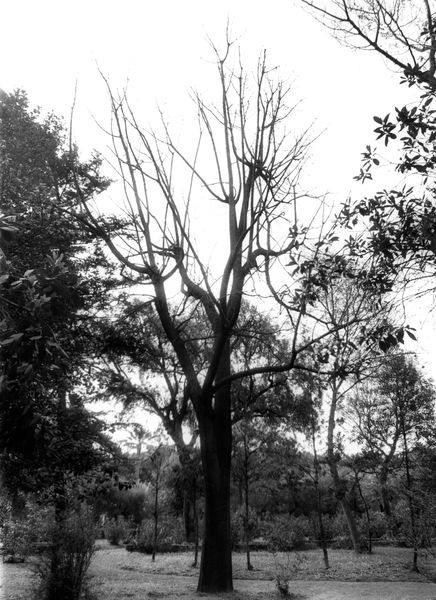 006002 - restauro - Palatino, Horti Farnesiani, lavori maggio 1985; FILM n. 1466