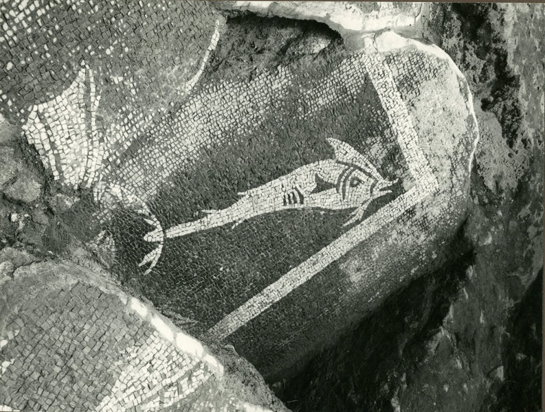 002433 - scavo archeologico - Casa di Augusto, mosaico con motivo figurato di pesci, bicromo, rinvenuto durante gli scavi del 1974. Neg. serie 9x12 nÂ°1376