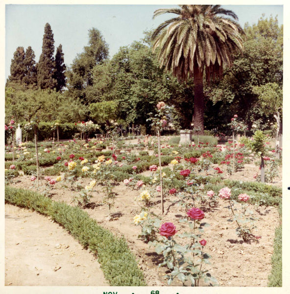 005995 - monumento - Palatino, Horti Farnesiani, il roseto durante la fioritura del novembre 1968; neg. serie 6x6