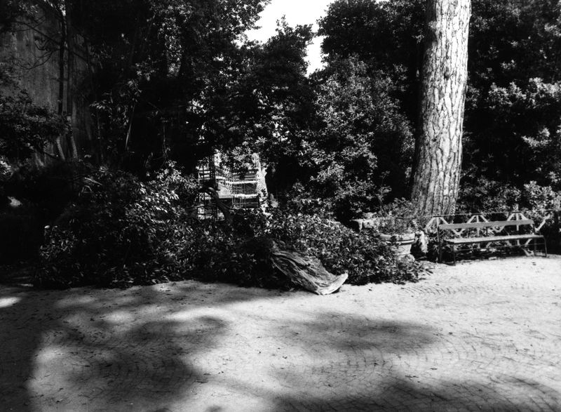 006017 - restauro - Palatino, Horti Farnesiani, caduta di rami nella zona davanti alle Uccelliere; FILM n. 2217