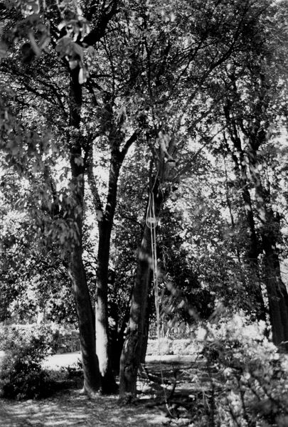 006020 - restauro - Palatino, Horti Farnesiani, taglio di un leccio pericolante (maggio 1989); FILM n. 2448