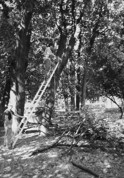 006023 - restauro - Palatino, Horti Farnesiani, taglio di un leccio pericolante (maggio 1989); FILM n. 2448
