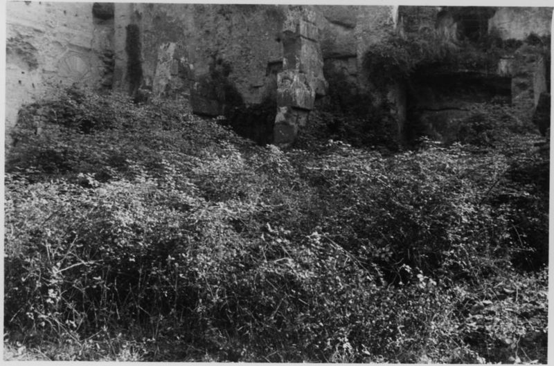 015476 - restauro - Foro Romano, Horrea Hagrippiana, lavori di disboscamento e restauro nell'inverno 1950/1951; FILM n. 5