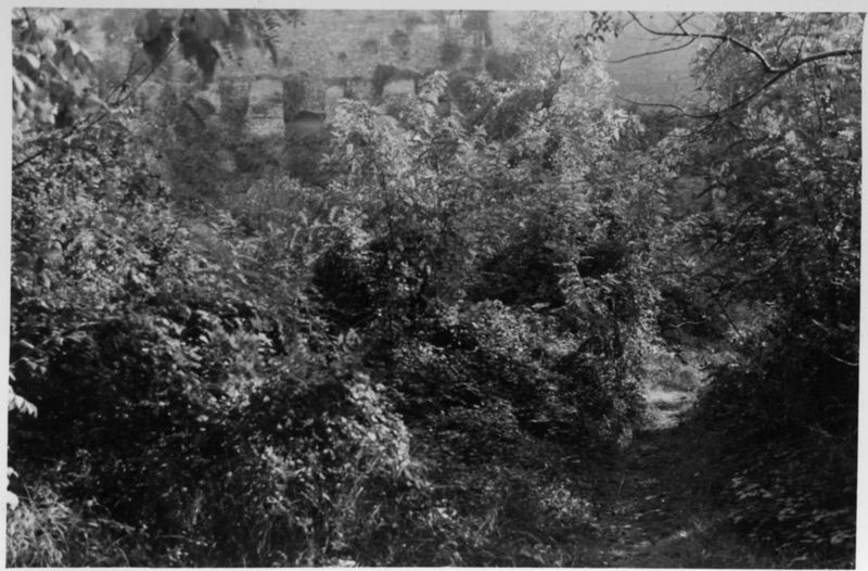 015478 - restauro - Foro Romano, Horrea Hagrippiana, lavori di disboscamento e restauro nell'inverno 1950/1951; FILM n. 5