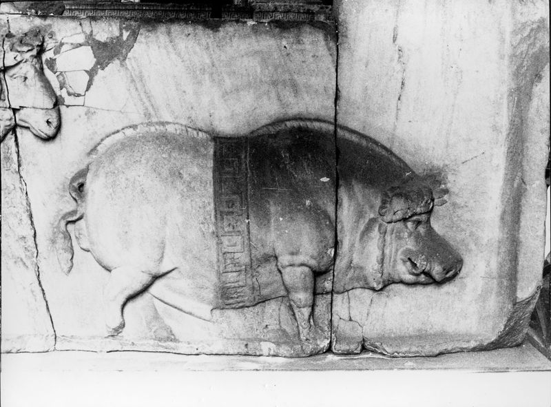 015872 - monumento - Foro Romano, Plutei di Traiano, il rilievo con il condono dei debiti, gli animali del sacrificio, particolare della parte destra ripresa all'interno della Curia; FILM 648, n. 2A