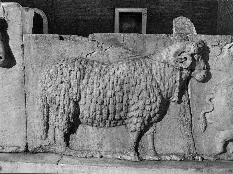 015873 - monumento - Foro Romano, Plutei di Traiano, il rilievo con il condono dei debiti, gli animali del sacrificio, particolare della parte centrale ripresa all'interno della Curia; neg. serie 6x6, n. 4382