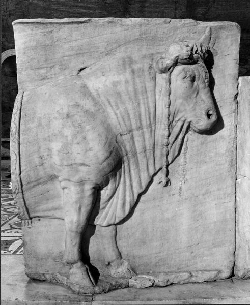 015874 - monumento - Foro Romano, Plutei di Traiano, il rilievo con il condono dei debiti, gli animali del sacrificio, particolare della parte sinistra ripresa all'interno della Curia; neg. serie 6x6, n. 4376
