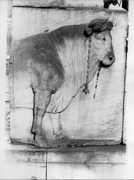 015875 - monumento - Foro Romano, Plutei di Traiano, il rilievo con il condono dei debiti, gli animali del sacrificio, particolare del suovetaurilia; FILM n. 648n. 3A