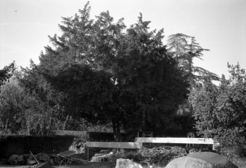 1-00038/ 08673/ 16806 - Roma - Palatino - Giardini Farnesiani