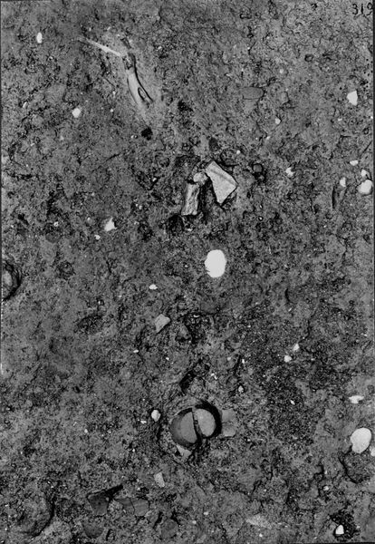 013778 - scavo archeologico - Foro Romano,Equus Domitiani,  esplorazioni stratigrafiche, strato XVII (frammento di vaso d'impasto con graffito); neg. serie F, n. 321