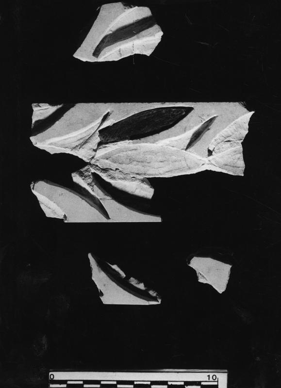 DTr-T043-asf010775.TIF