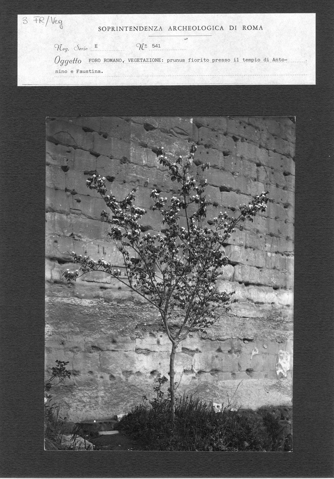 FR-Veg 003.tif