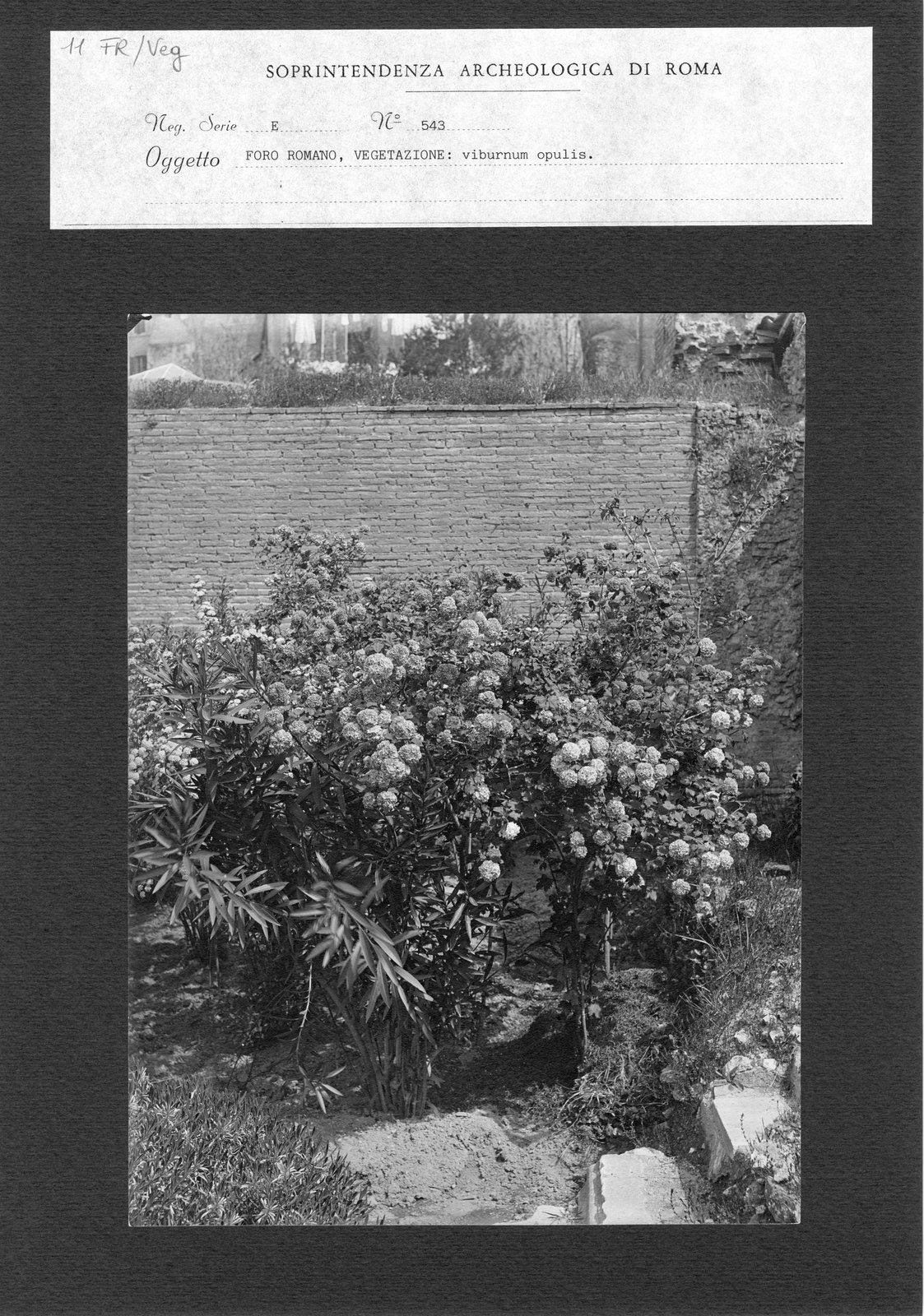 FR-Veg 011.tif