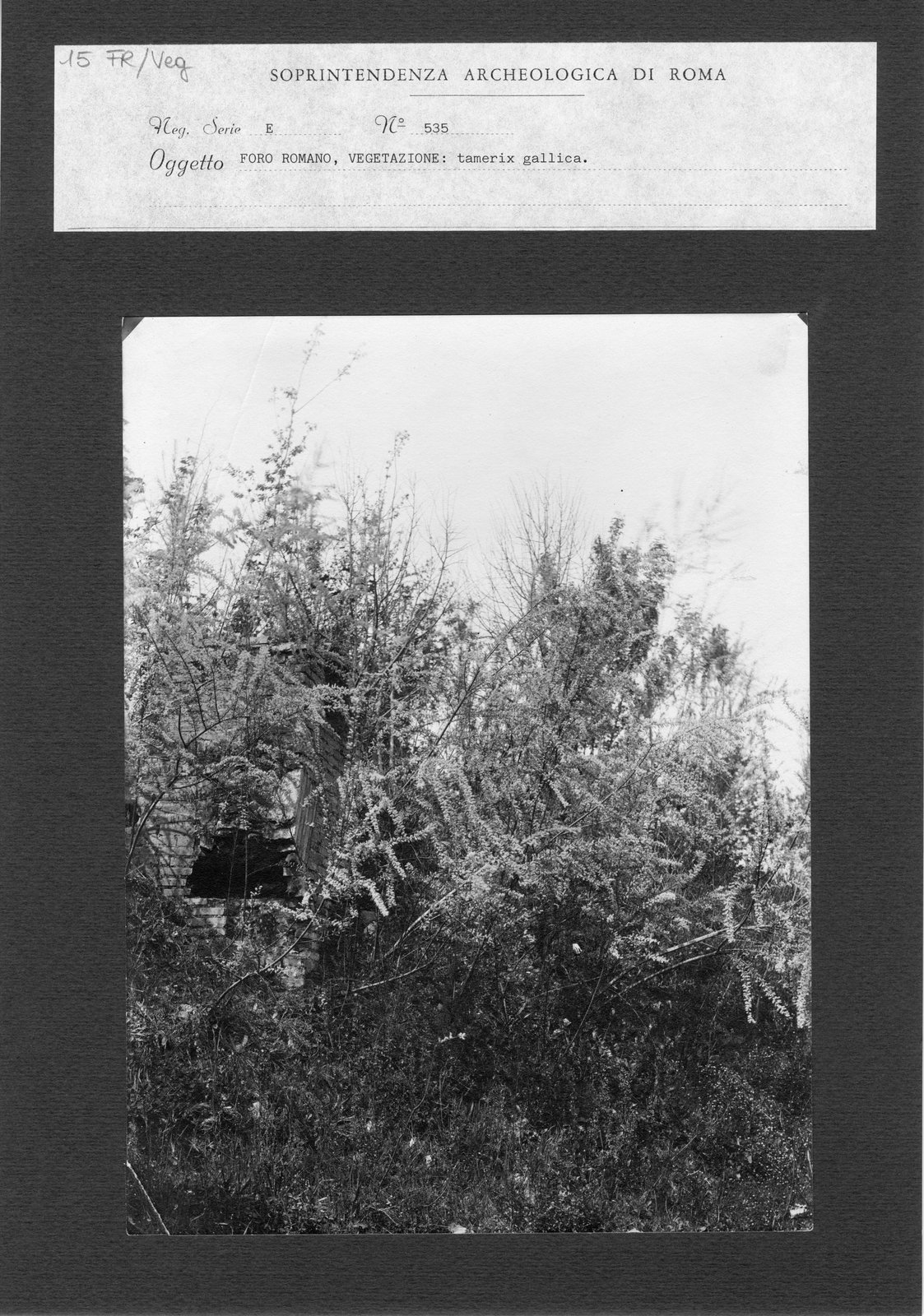 FR-Veg 015.tif