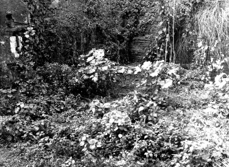 008599 - monumento - Palatino, via dei Cerchi n. 93, il giardino (marzo 1986); neg. serie film n. 1665