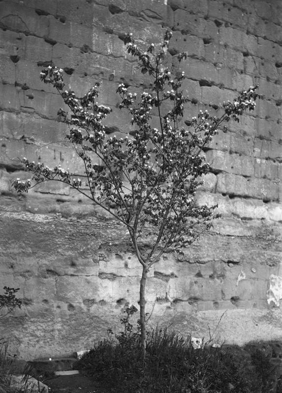 FR-Veg 003-asf014835.jpg