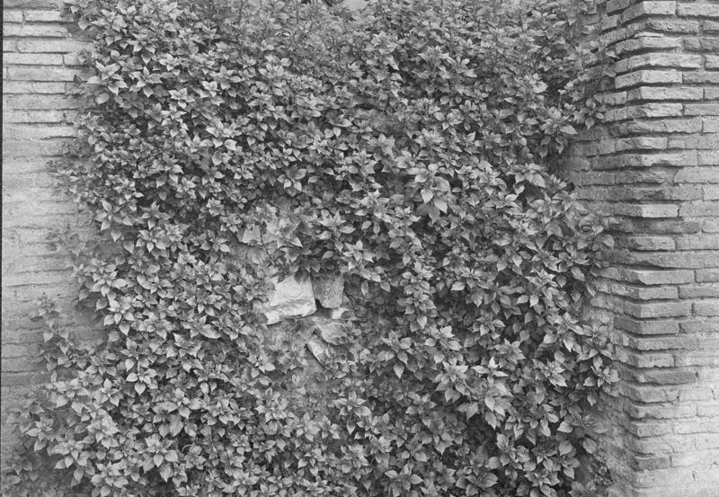 FR-Veg 010-asf014844.jpg