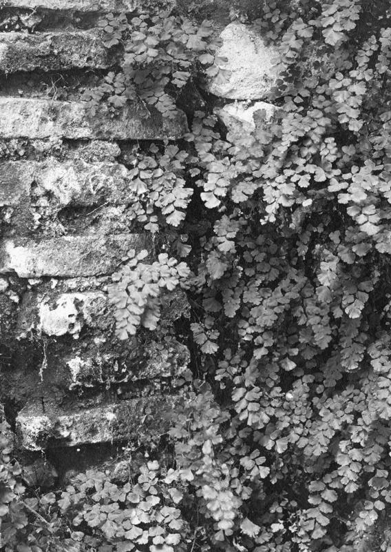 FR-Veg 014-asf014848.jpg