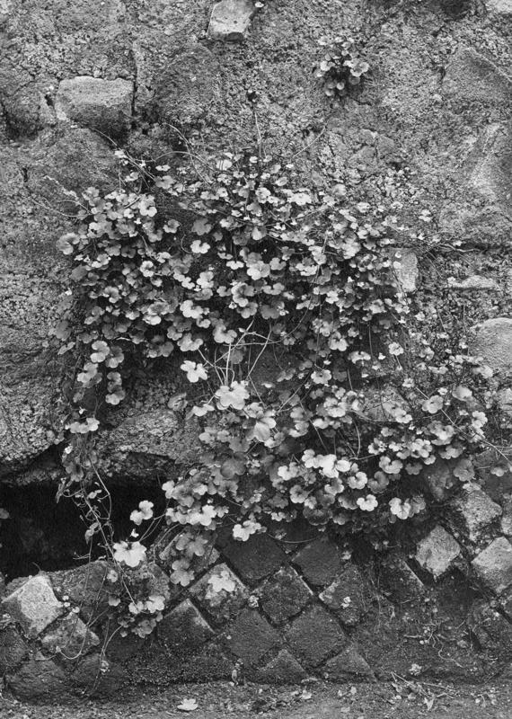 FR-Veg 014-asf014849.jpg