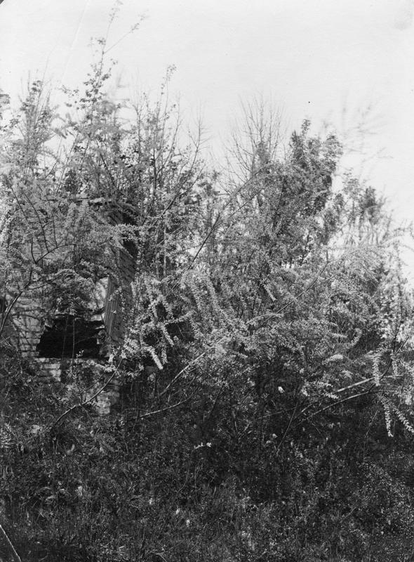 FR-Veg 015-asf014850.jpg