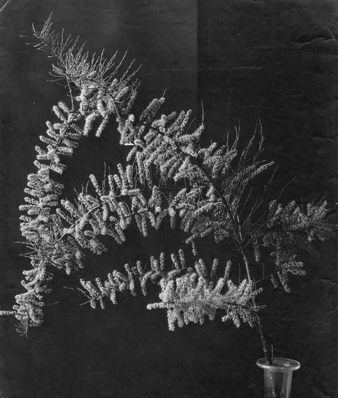 FR-Veg 016-asf014851.jpg