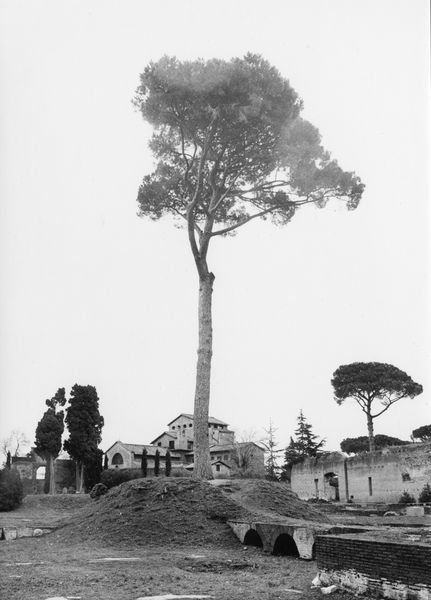 003209 - monumento - Domus Augustana, corpo centrale: piano superiore stato delle alberature, 1991