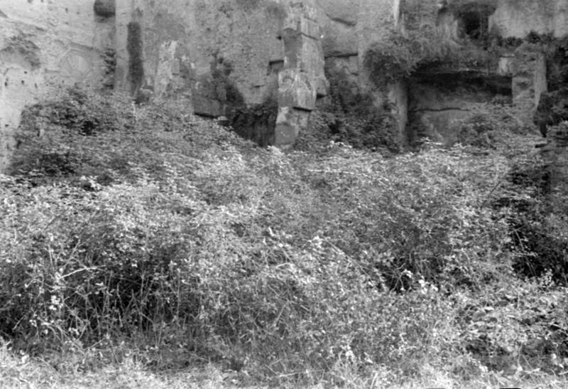 1-00005/ 07547/ 16775 - Roma - Foro Romano - Horrea Agrippiana 
