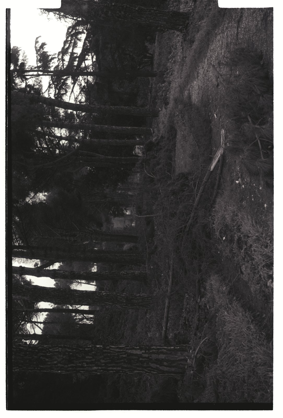 IMG769.tif