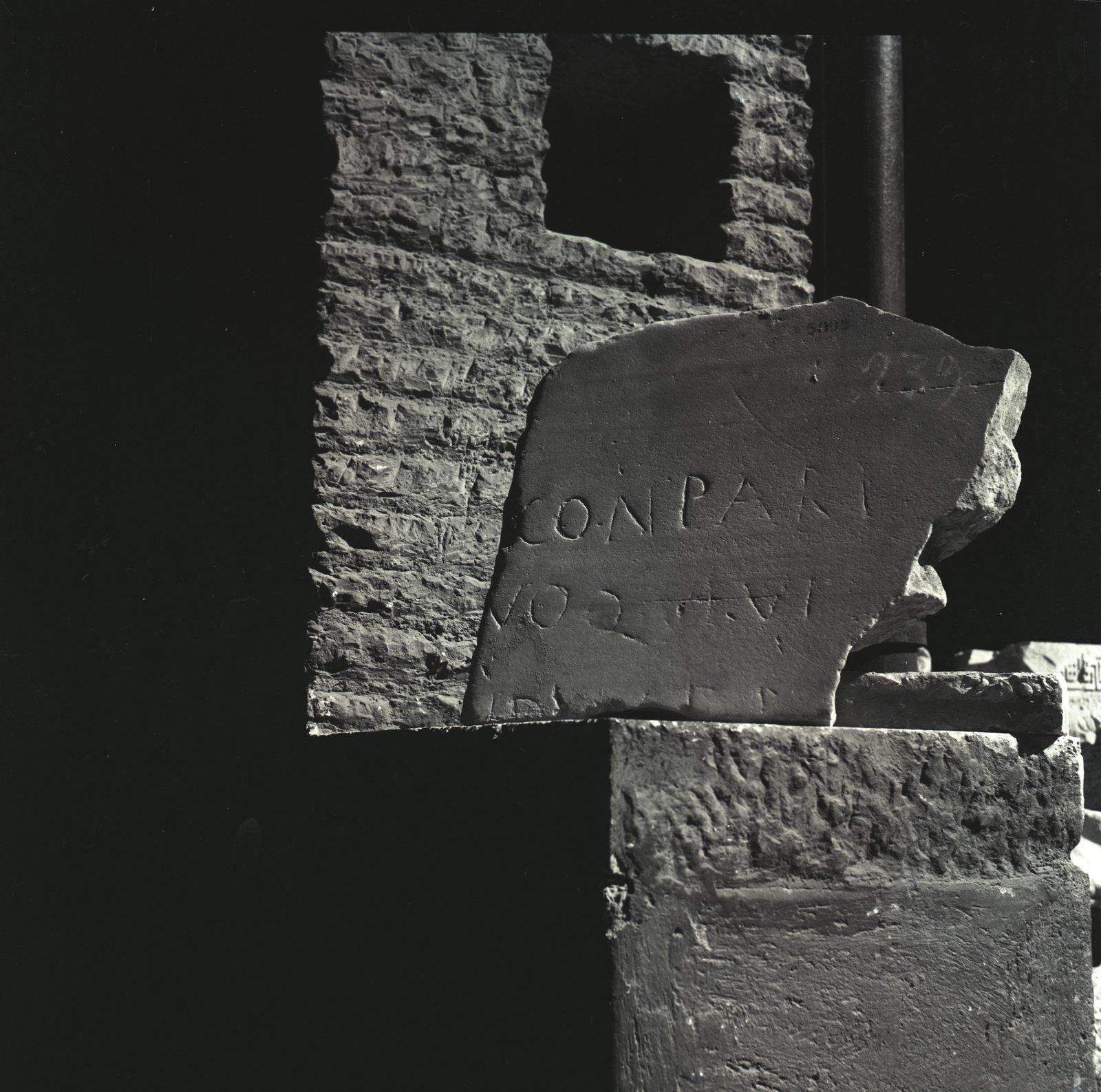 Image81.tif