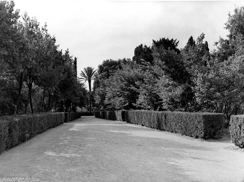 005964 - monumento - Palatino, Horti Farnesiani: i giardini
