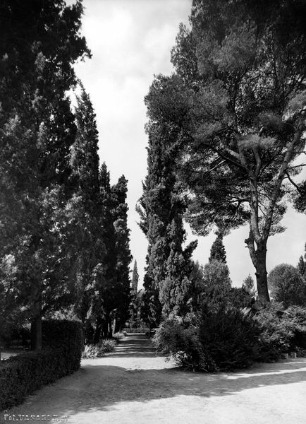 005969 - monumento - Palatino, Horti Farnesiani: i giardini