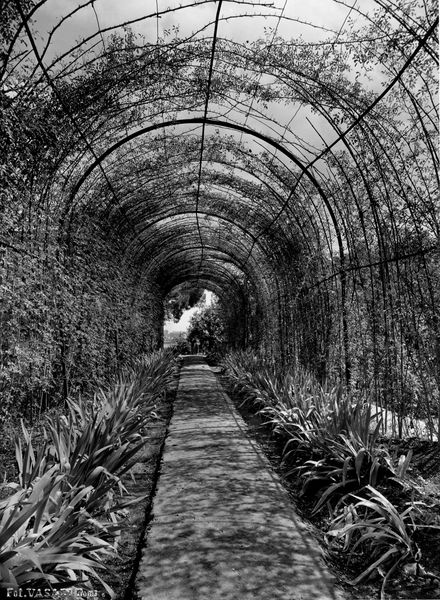 005973 - monumento - Palatino, Horti Farnesiani: i giardini