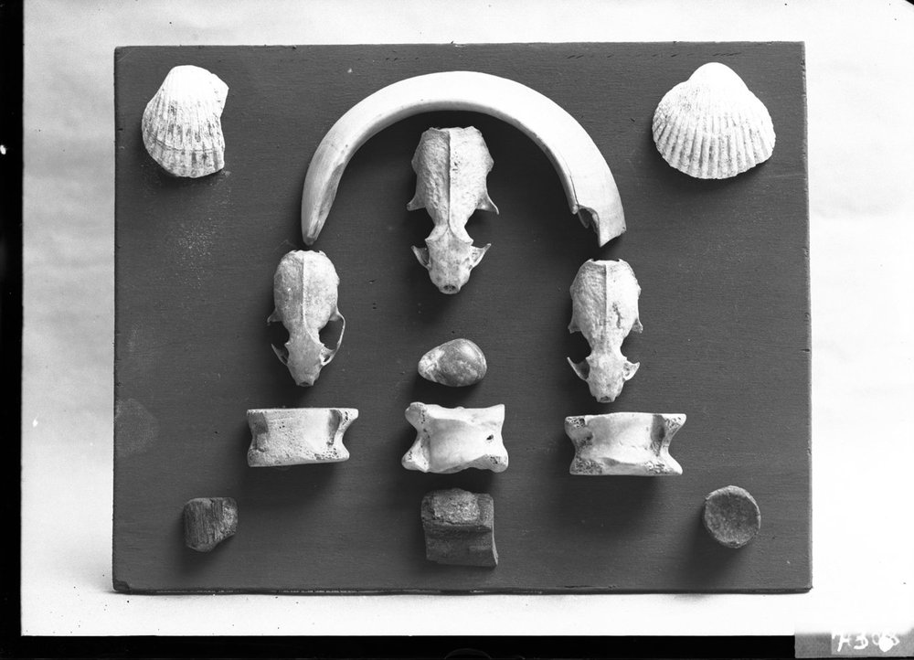 Materiale dal pozzo della Regia 736.jpg