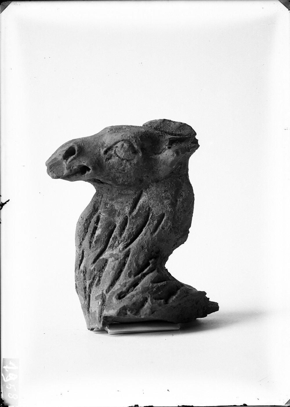 Testa di cammello 1958.tif