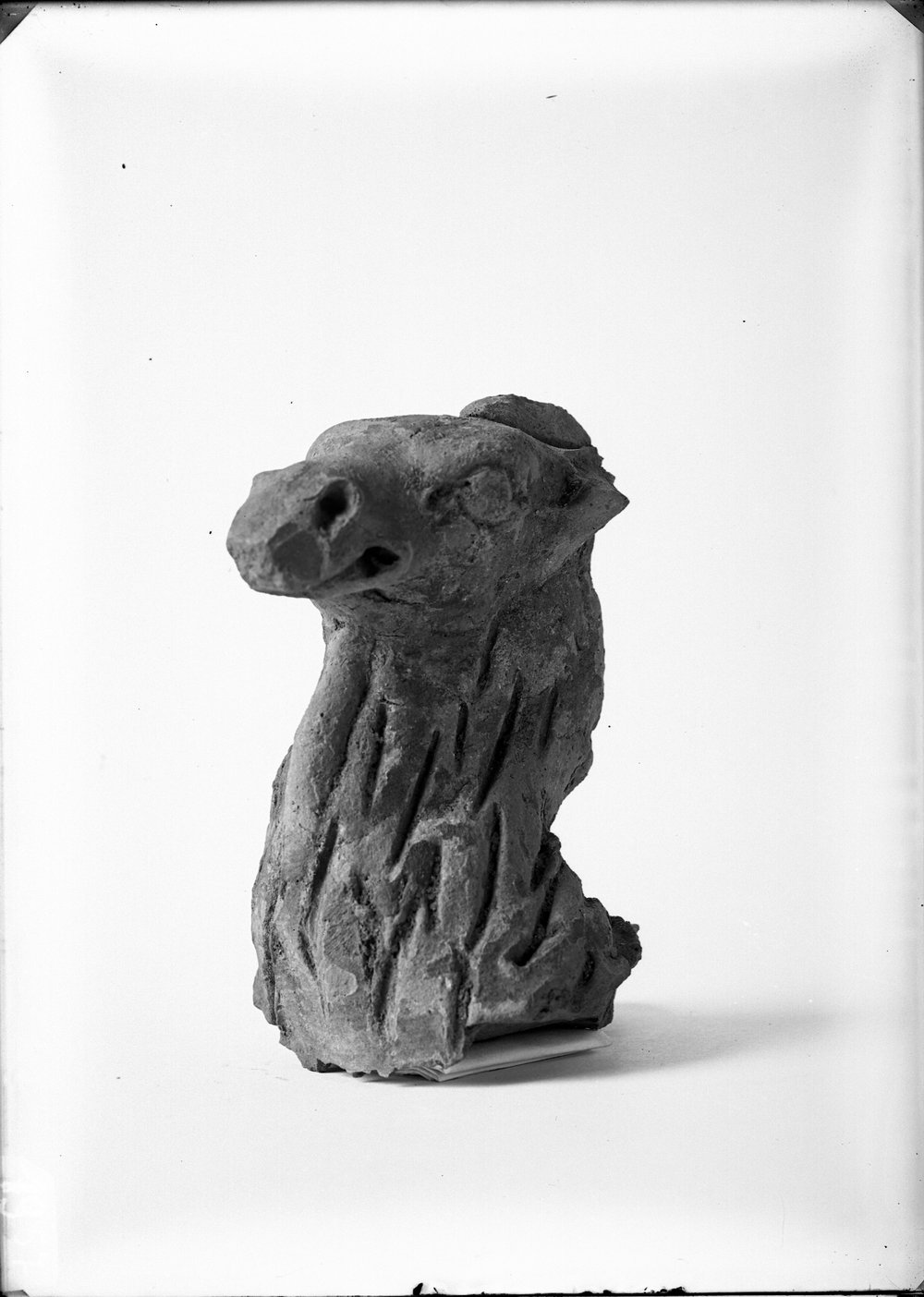 Testa di cammello 1957.tif