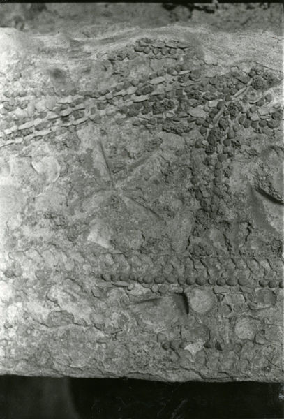 001970 - monumento - Casa di Augusto, piccolo ninfeo: misura m 2,20 di lunghezza, tagliato ai lati da muri augustei. E' decorato con paste vitree e conchiglie le quali incorniciano la fronte, dove sono rappresentati due timoni e due ancore (?).  Nella parete sono stati ricavati un cunicolo e una nicchia. Probabilmente risalente all'epoca repubblicana. Bibliografia: "Augusto sul Palatino. Gli scavi Carettoni (1955-1984). Appunti inediti"
Neg. serie Film 648 nÂ°36