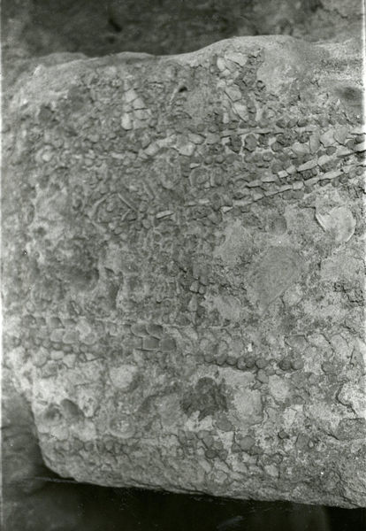 001971 - monumento - Casa di Augusto, piccolo ninfeo: misura m 2,20 di lunghezza, tagliato ai lati da muri augustei. E' decorato con paste vitree e conchiglie le quali incorniciano la fronte, dove sono rappresentati due timoni e due ancore (?).  Nella parete sono stati ricavati un cunicolo e una nicchia. Probabilmente risalente all'epoca repubblicana. Bibliografia: "Augusto sul Palatino. Gli scavi Carettoni (1955-1984). Appunti inediti"
Neg. serie Film 648 nÂ°35