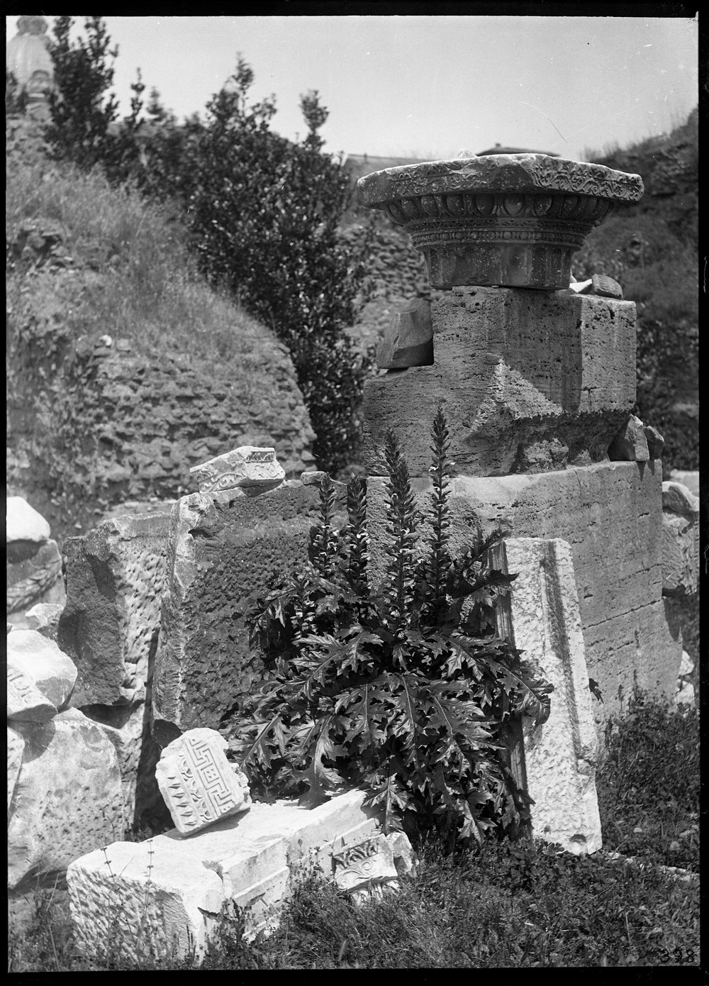 Lastra 398, Flora.tif