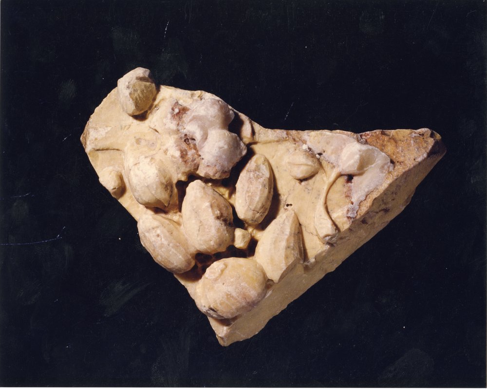 Domus Tiberiana 8.tif