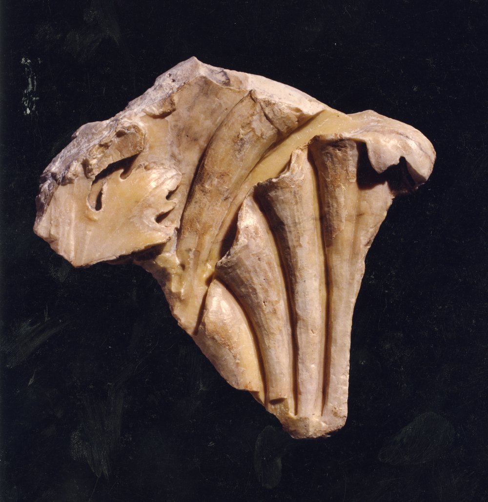 Domus Tiberiana 22.tif