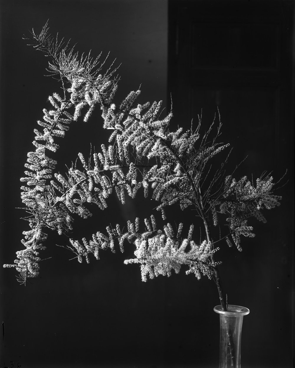 Flora 436-asf015228.jpg