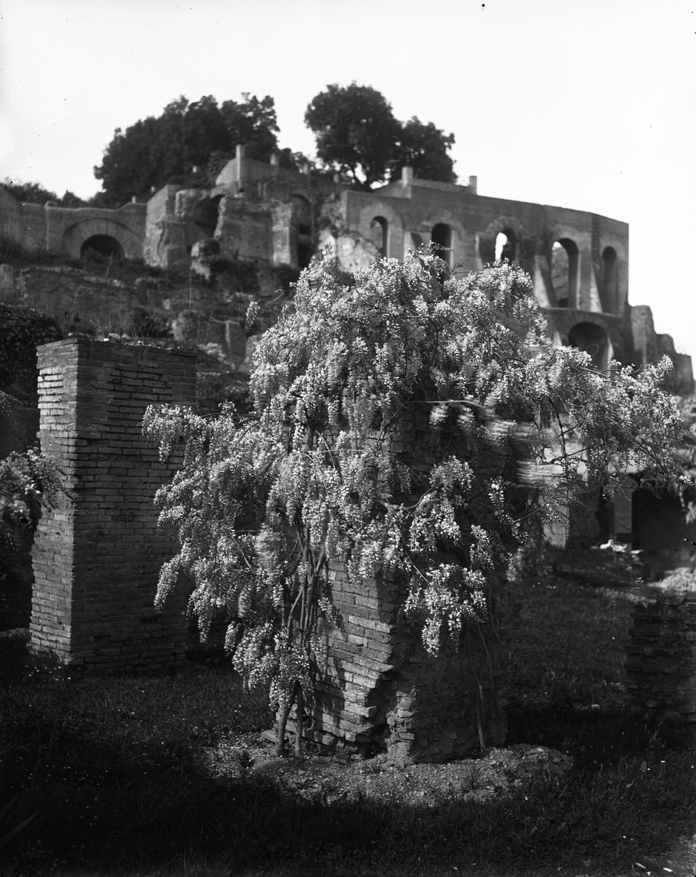 Flora 437-asf015229.jpg
