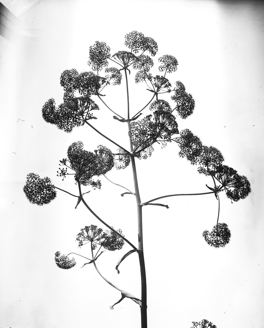 Flora 264-asf015220.JPG