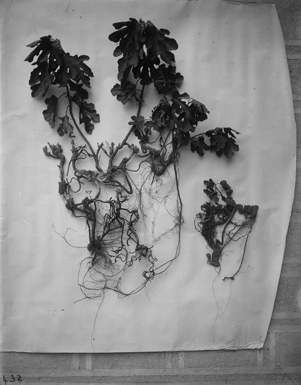 Flora 432-asf015224.jpg