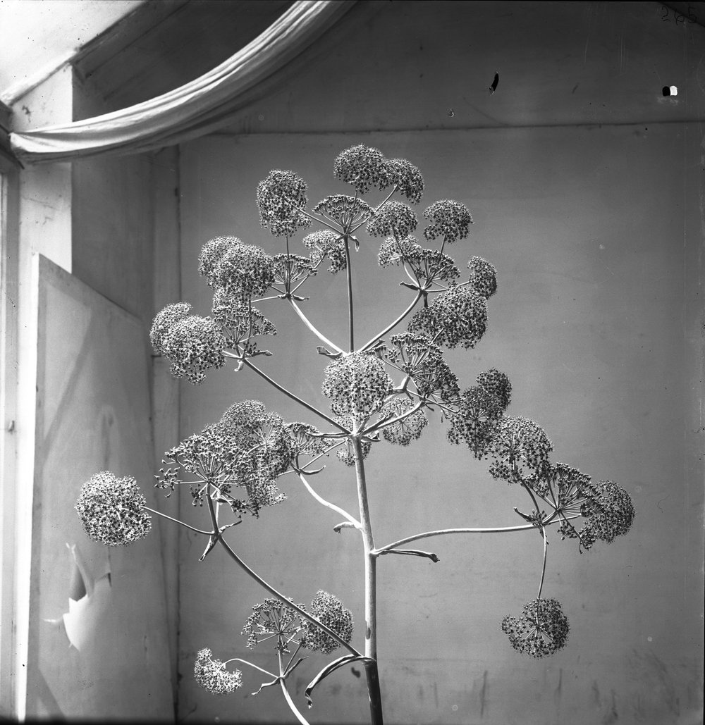 Flora 265-asf015221.jpg